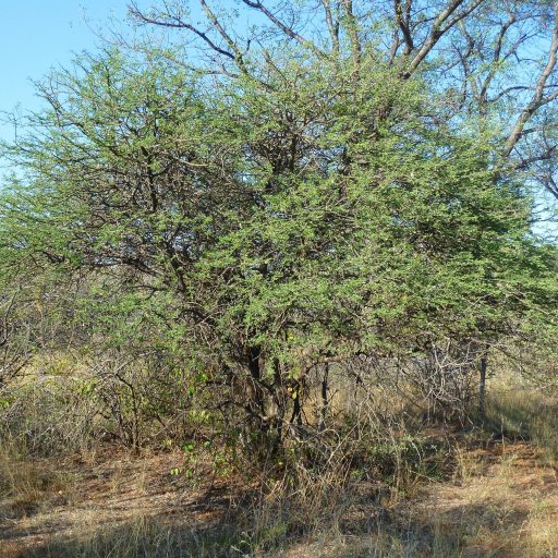 Acacia Mellifera