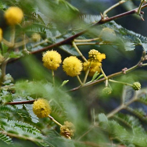 Acacia Nilotica
