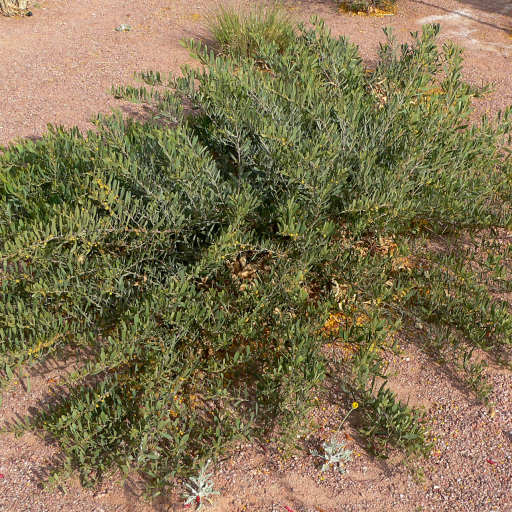Acacia Redolens