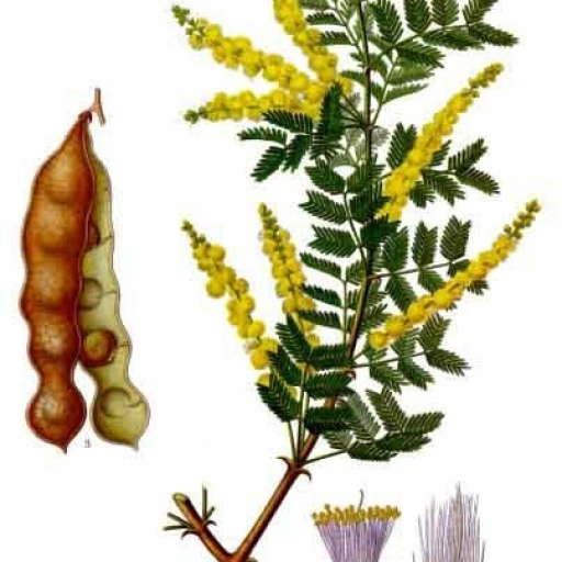 Acacia Senegal
