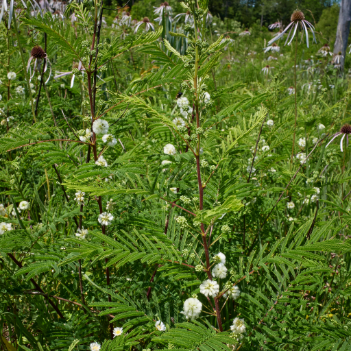 Acaciella Angustissima