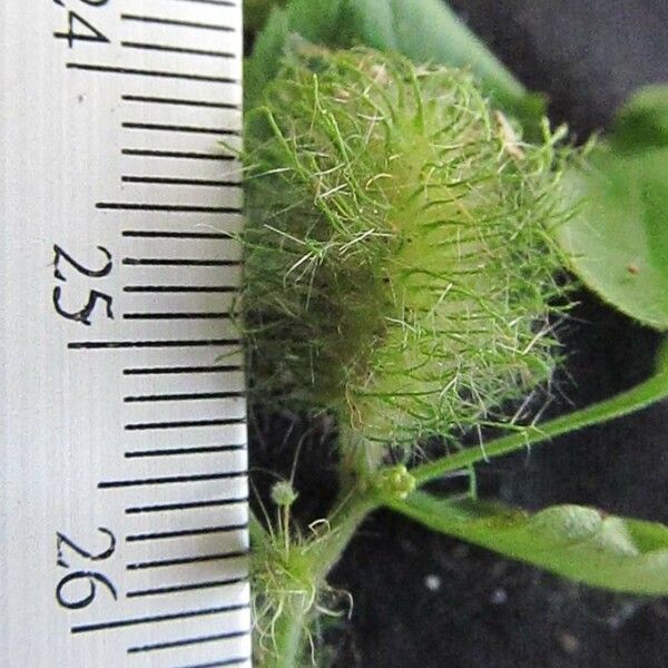 Acalypha Alopecuroidea