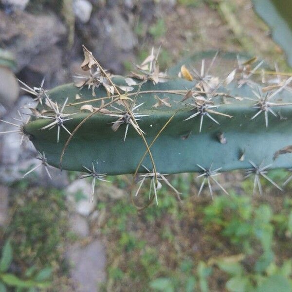 Acanthocereus Chiapensis