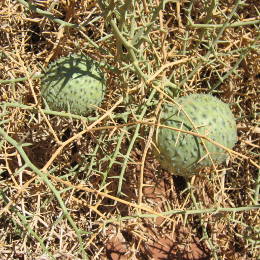 Acanthosicyos Horridus