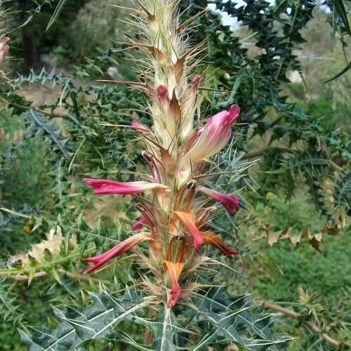 Acanthus Arboreus