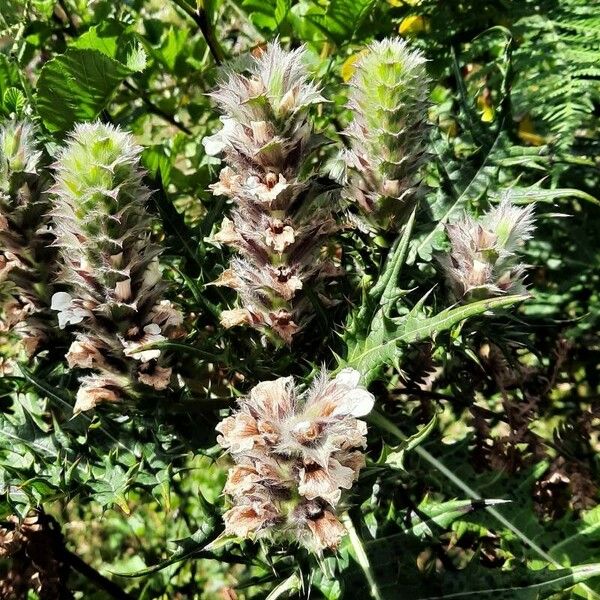 Acanthus Carduaceus