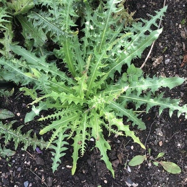 Acanthus Hirsutus