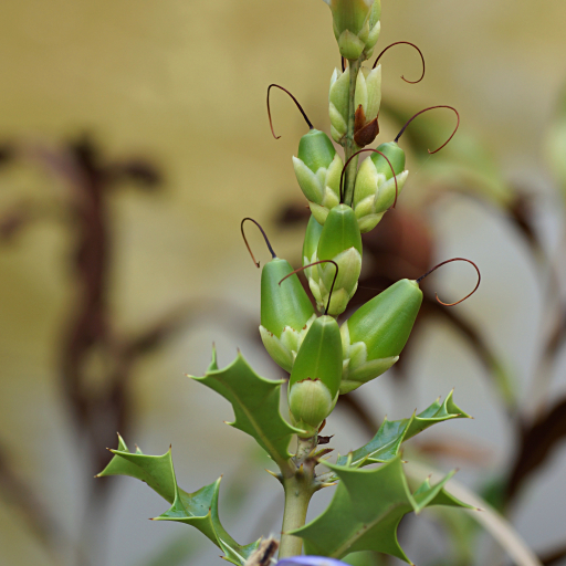 Acanthus Ilicifolius