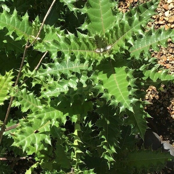 Acanthus Sennii