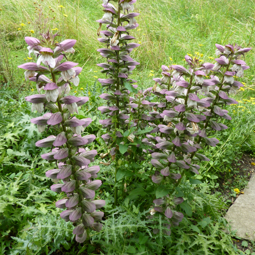 Acanthus Spinosus