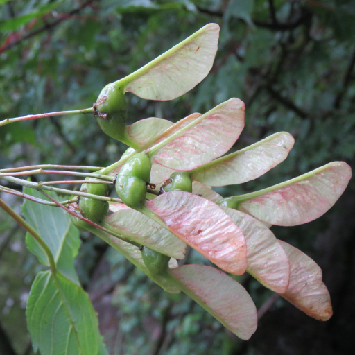 Acer Acuminatum
