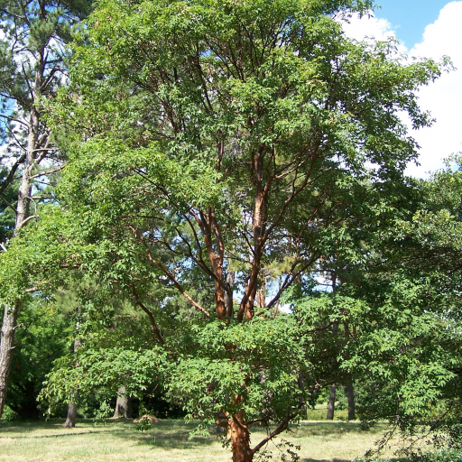 Acer Griseum