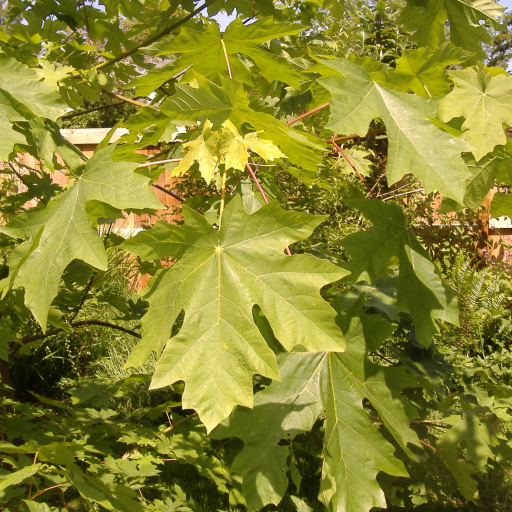 Acer Macrophyllum