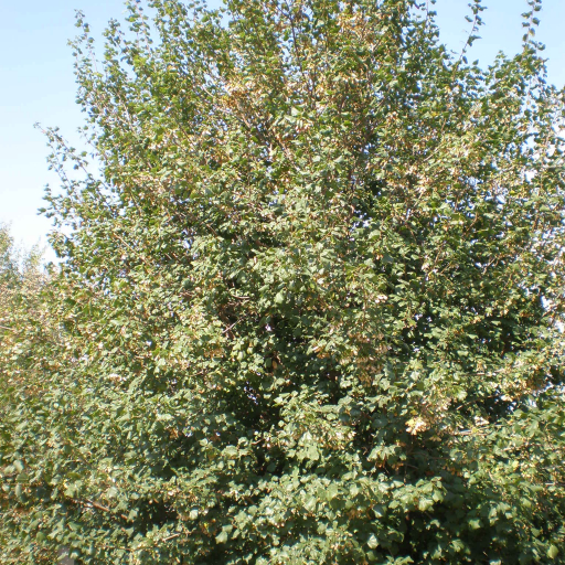 Acer Obtusifolium