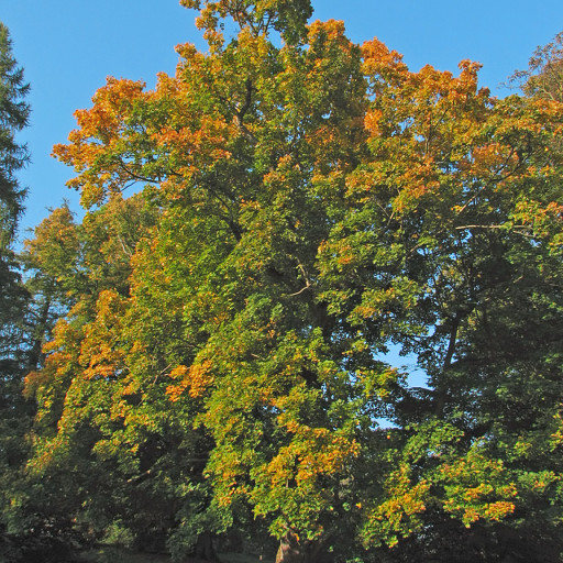 Acer Platanoides