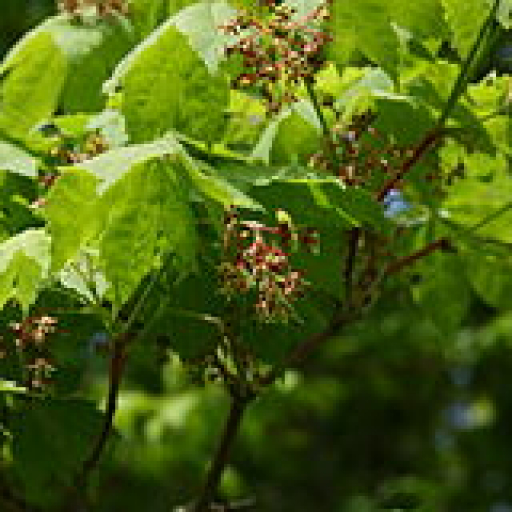 Acer Pseudosieboldianum