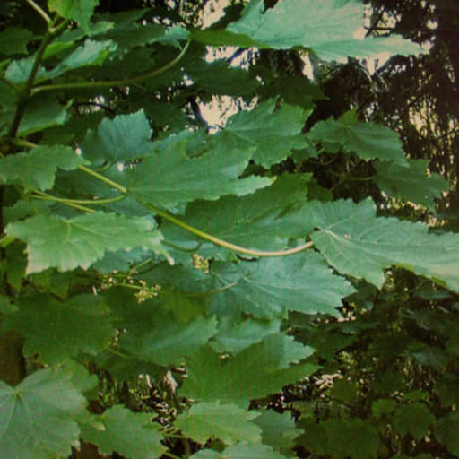 Velvet Maple (Acer Velutinum) Plant Care & How to Grow, Water