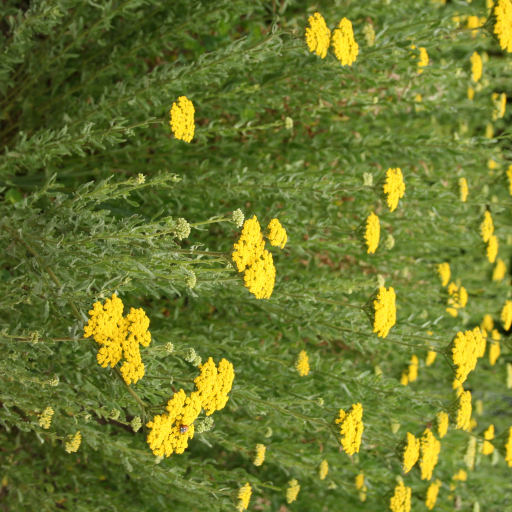 Achillea Ageratum