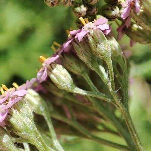 Achillea Asiatica