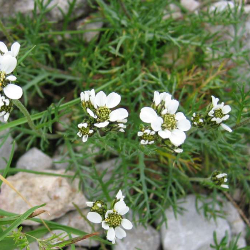 Achillea Atrata