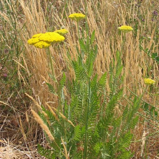 Achillea Filipendulina