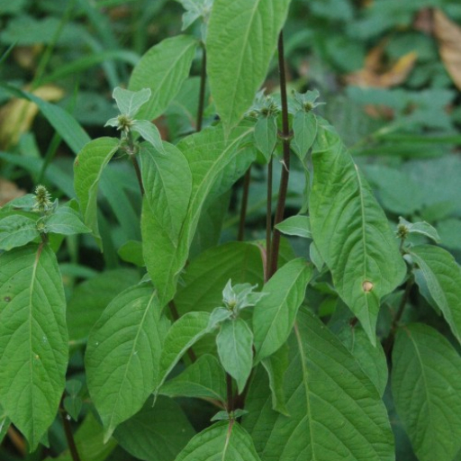 Achyranthes Bidentata