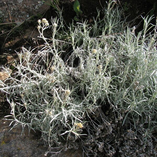 Achyrocline Ramosissima