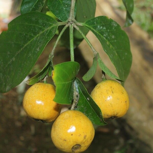 Acidoton Nicaraguensis Care Guide: Water, Soil & Propagation - Plantiary