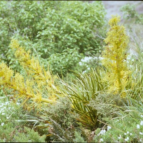 Aciphylla Horrida