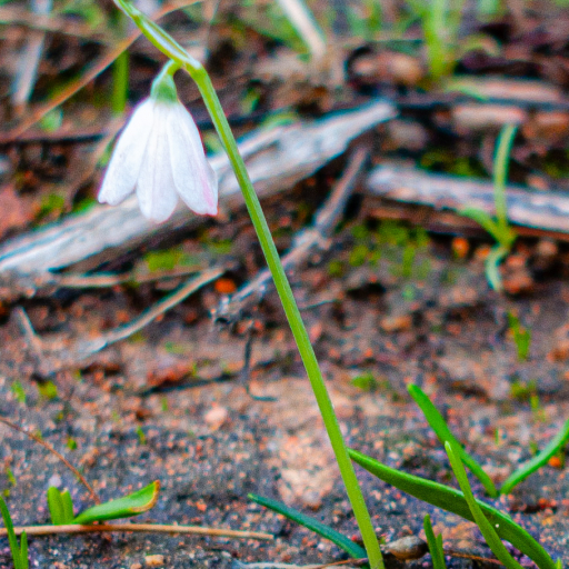 Acis Rosea