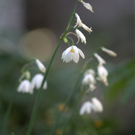 Acis Tingitana Care Guide: Water, Soil & Propagation - Plantiary