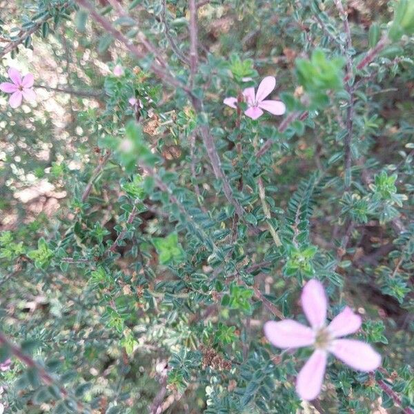 Acmadenia Heterophylla