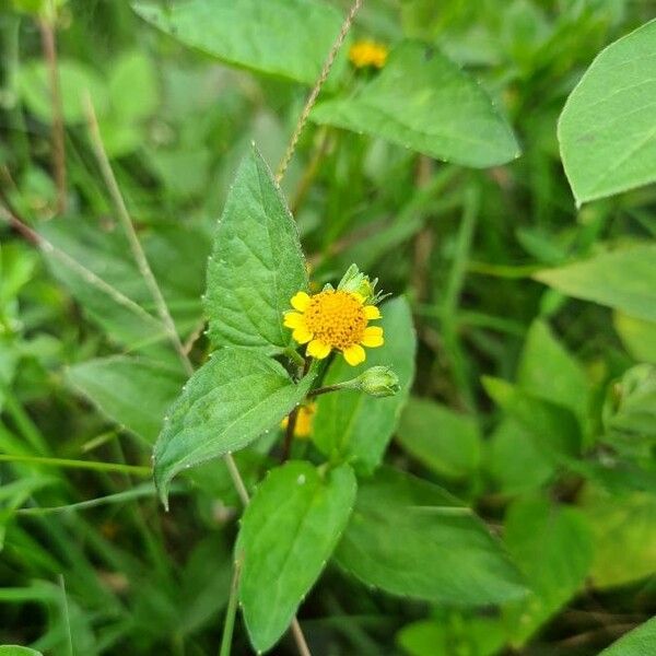 Acmella Caulirhiza