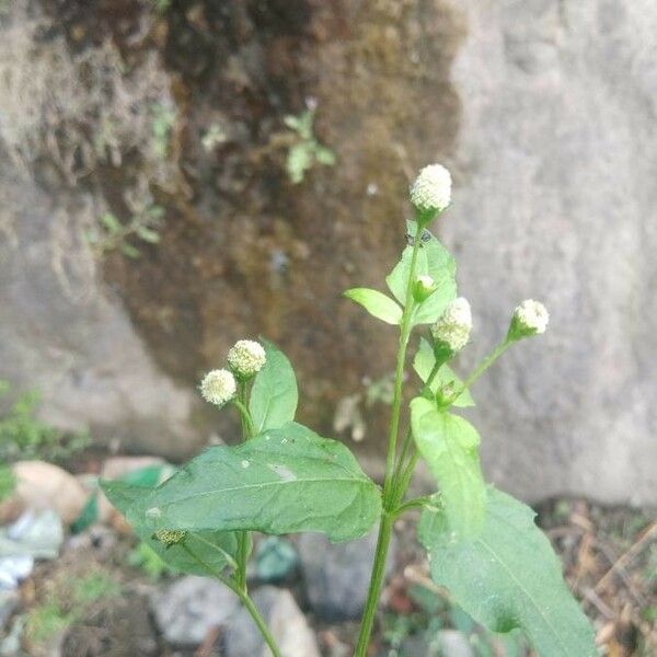 White Bladderflower (Araujia Sericifera) Plant Care & How to Grow, Water