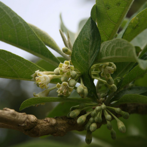 Acnistus Arborescens