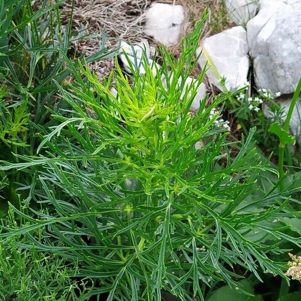 Aconitum Angustifolium