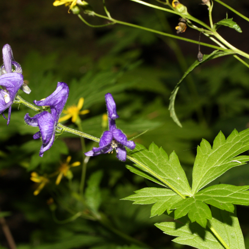 Aconitum Columbianum