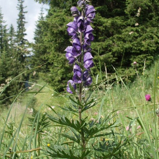 Aconitum Napellus