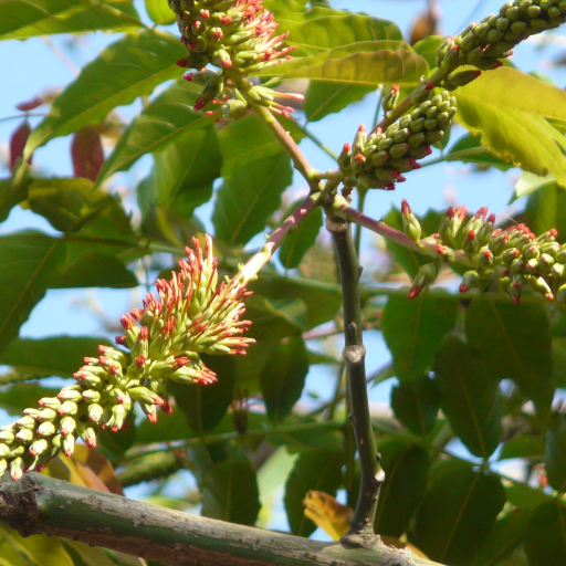 Acrocarpus Fraxinifolius