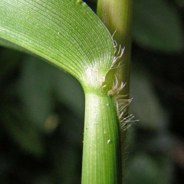 Acroceras Zizanioides