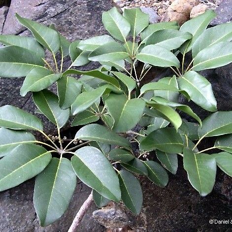 Acropogon Schefflerifolius
