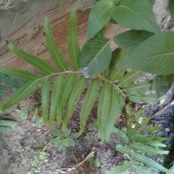 Acrostichum Danaeifolium