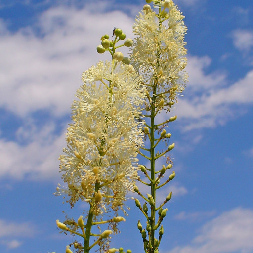 Actaea Racemosa