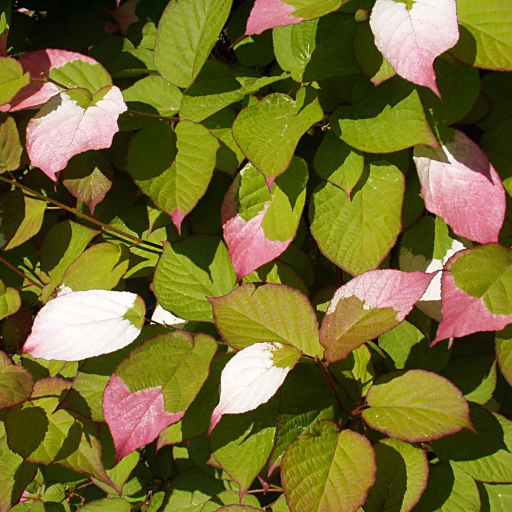 Actinidia Kolomikta