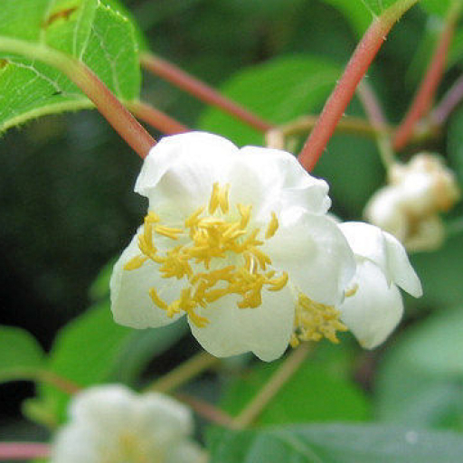 Actinidia Polygama