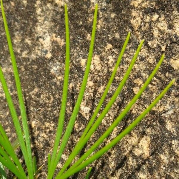 Actiniopteris Semiflabellata