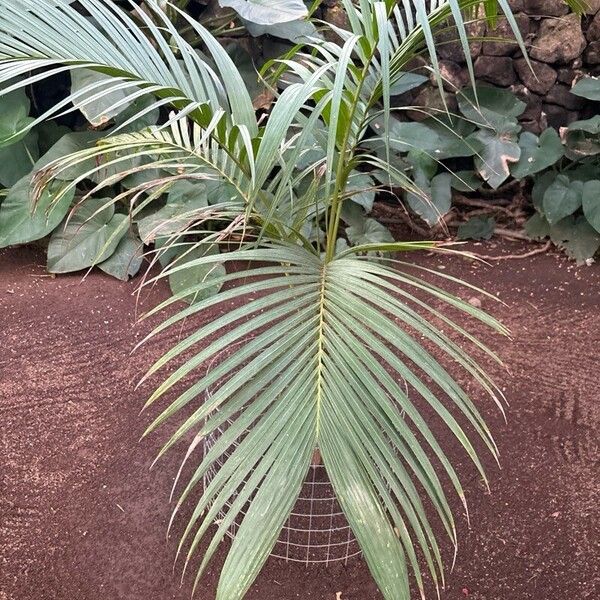 Calappa Palm (Actinorhytis Calapparia) Care Guide: Water, Soil ...