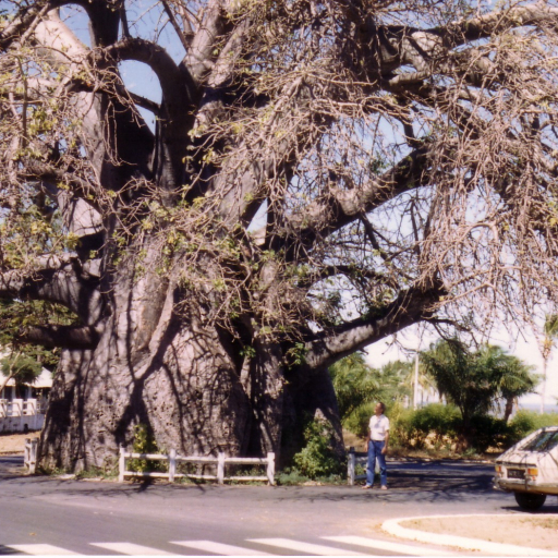 Adansonia Madagascariensis