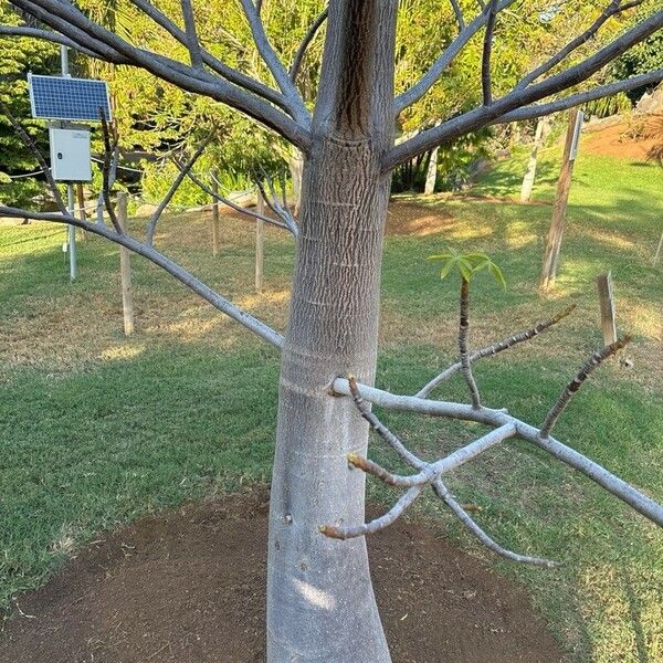 Adansonia Perrieri
