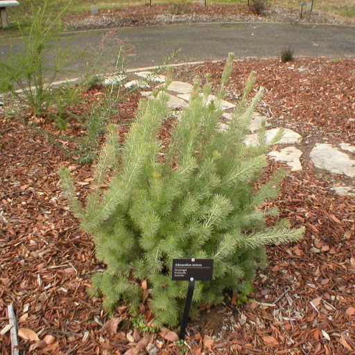 Adenanthos Sericeus